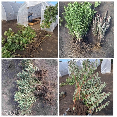 Чадыр-Лунга становится зеленее. Горожане высаживают первые саженцы из муниципального питомника