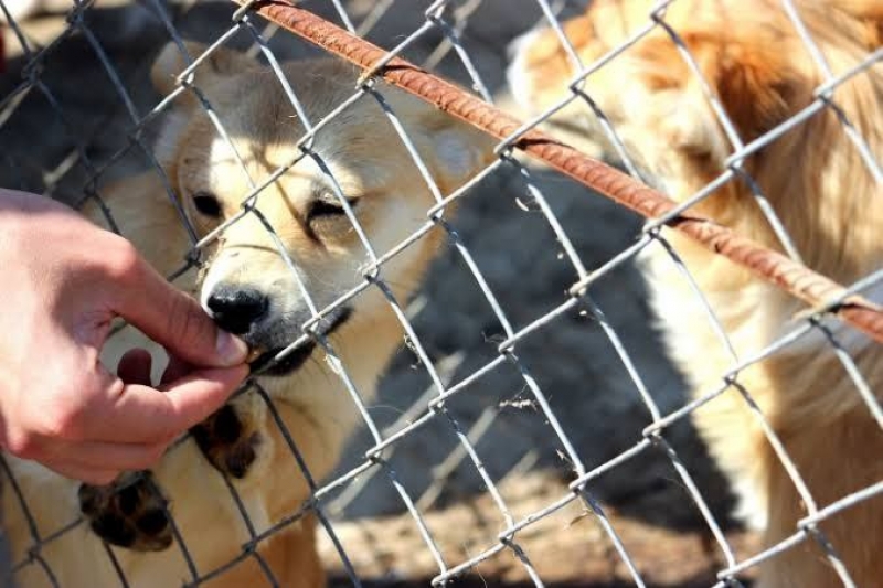 Для решения проблемы с бездомными собаками выделят 200 тысяч леев из резервного фонда Чадыр-Лунги