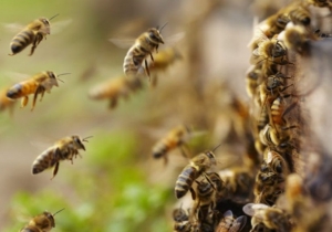 Внимание! Информация для пчеловодов