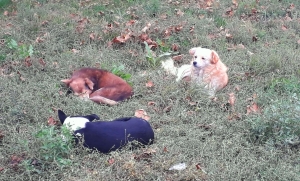 В Чадыр-Лунге бродячих собак будут стерилизовать и вакцинировать от бешенства