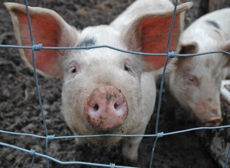 В Чадыр-Лунге проводится перепись поголовья свиней