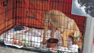 В Чадыр-Лунге завершается строительство приюта для бродячих собак