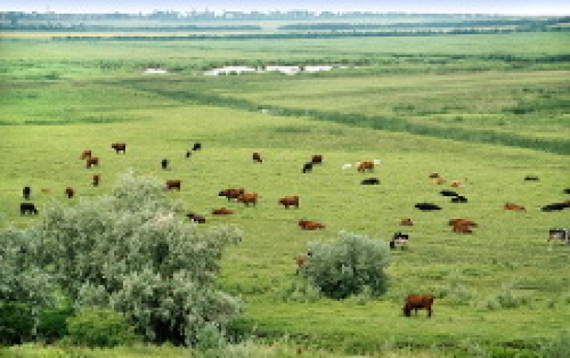 Вниманию лиц, занимающихся выпасом скота!