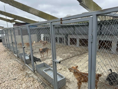 А. Топал: «Даже если мы построим приют на тысячу мест, проблема с бродячими собаками не решится»