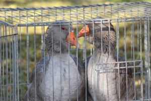 Выставка-ярмарка животноводства и продуктов домашнего производства объединила более 100 участников