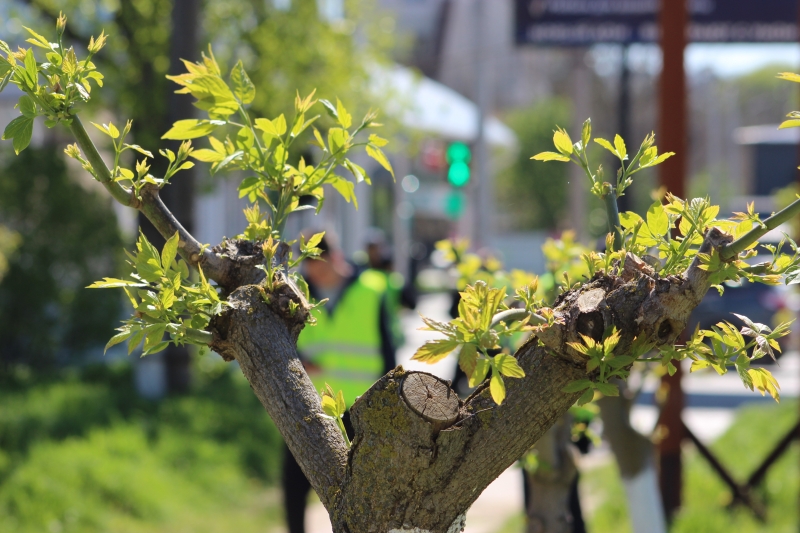 Метеопредупреждение в Молдове: ожидаются заморозки до &minus;3&deg;C