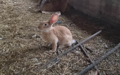 Управление Агропромышленного комплекса Гагаузии информирует