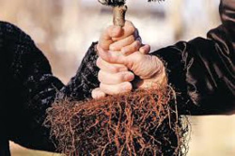 Посади свое дерево!