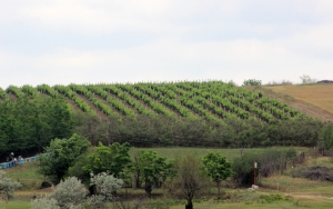 Стартует информационная кампания по субсидиям AIPA