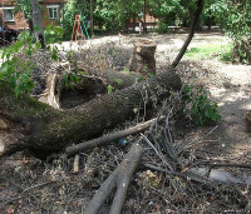 В Чадыр-Лунге проводится санитарная рубка деревьев