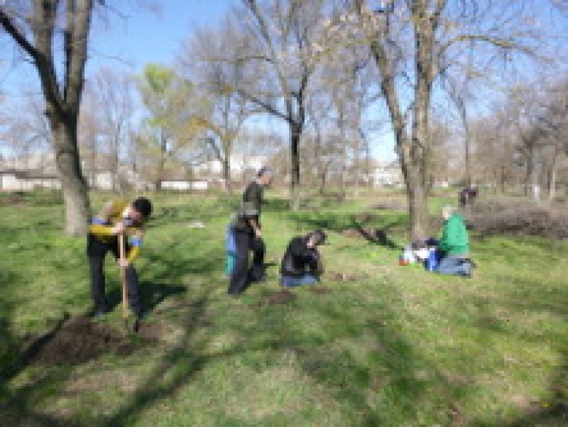 Более двухсот деревьев посадили общественные организации в Чадыр-Лунге