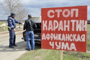 В Молдове объявлена угроза африканской свиной чумы