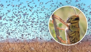 Внимание, саранча!