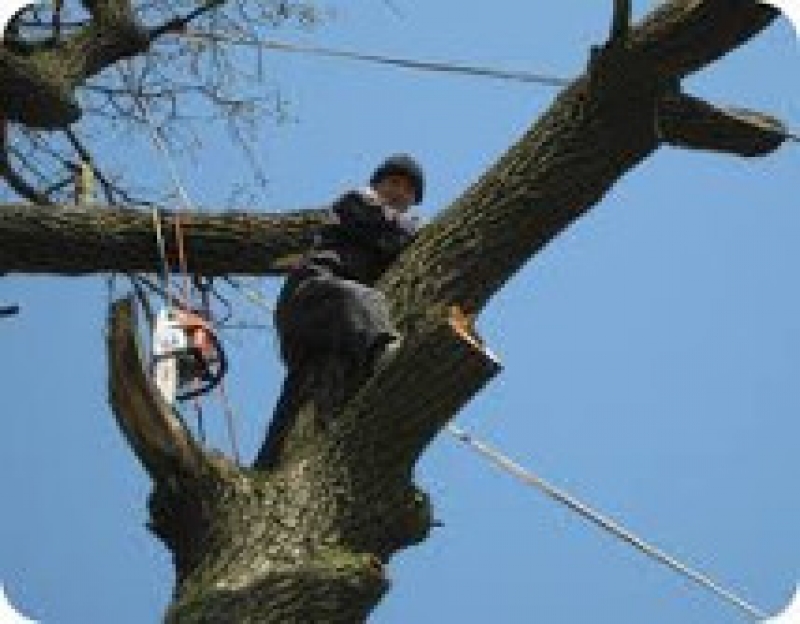 На рабочем заседании в примэрии был обсужден вопрос о вырубке старых деревьев