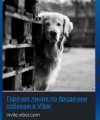 Создна "Горячая линия" для сбора информации о бродячих собаках