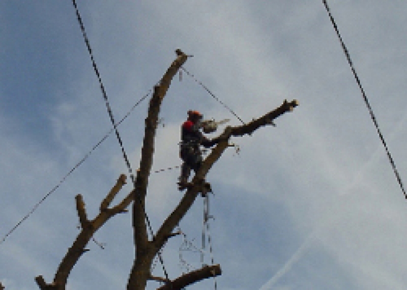 В городе будет проведена плановая вырубка сухих древьев