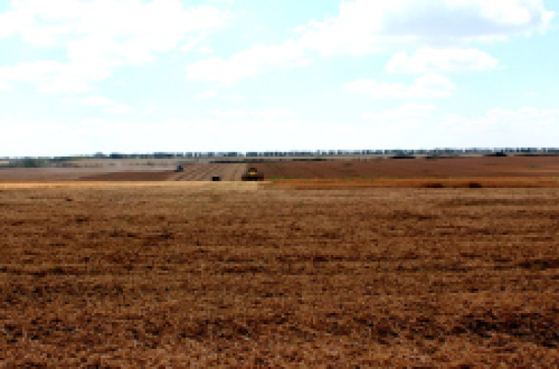 Рекордный урожай гороха соберут в этом году аграрии из Гагаузии