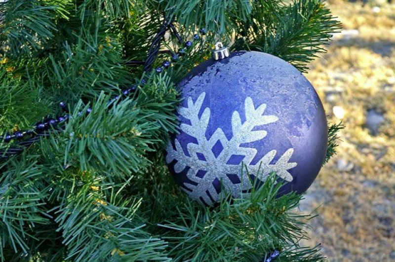 Местные власти Чадыр-Лунги купят самую красивую ель у населения