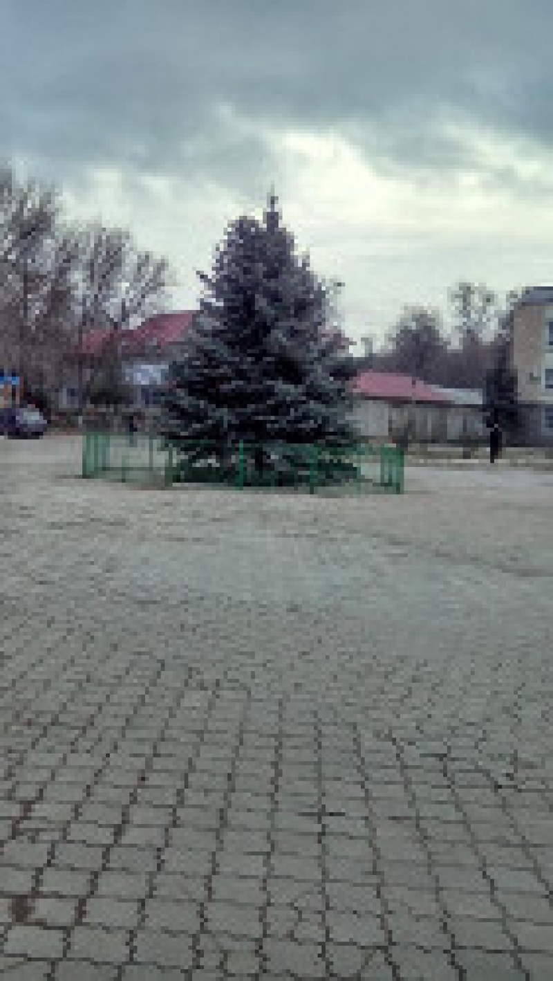 Установлена главная новогодняя елка города